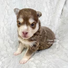Roswell - Lavender female Pomsky puppy in Sheffield, Iowa from Clover Ridge Pomskies