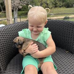 Boy Green Collar - Red male Brussels Griffon puppy in Grove, Oklahoma from Critter918