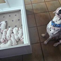 Dalmatians from Lone Star Dalmatians