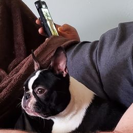 Utopia - Boston Terrier