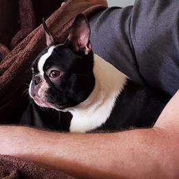 Utopia - Boston Terrier