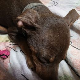 XCM1-Green - Chocolate and rust male Miniature Pinscher puppy in Middle Point, Ohio from Knisely's Min Pins-AKC
