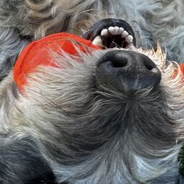 Bernedoodles and Poodles from Moonlight kennels