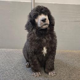 Abstract - Silver male Poodle puppy in Patterson, California from Paterson Poodles