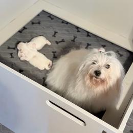 Eloise - White female Coton de Tulear puppy in Warrenton, Virginia from Four Lochs LLC