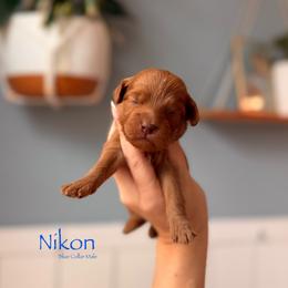Nikon - Red  male Goldendoodle puppy in Las Vegas, Nevada from Dose of Doodles