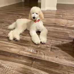 Poodle Puppies from BrioPanache Poodles