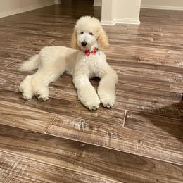 Poodle Puppies from BrioPanache Poodles