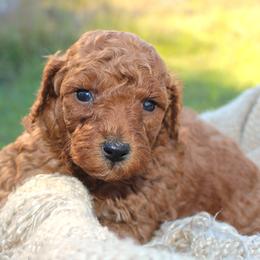 Kylie- AKC Female Mini Poodle- Stokesdale, NC - Red  female Poodle puppy in Stokesdale, North Carolina from His and Hers Poodles and Doodles