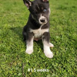 Siberian Husky Puppies from Grayline Siberians
