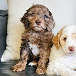 Bernedoodles, Cockapoos, and Goldendoodles from Macy Meadows Doodles