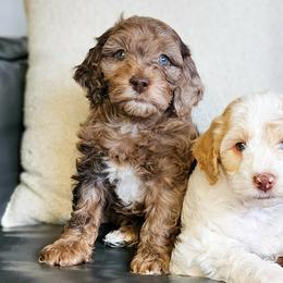 Bernedoodles, Cockapoos, and Goldendoodles from Macy Meadows Doodles