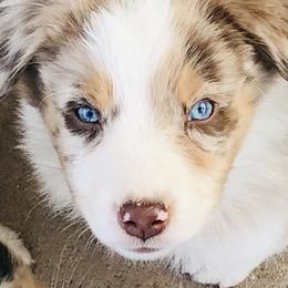 Australian Shepherd Puppies from Topaz Aussie’s