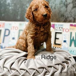 Ridge - Red  male Goldendoodle puppy in Pasco, Washington from Camp Doodle Woods