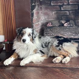 Luke - Miniature American Shepherd