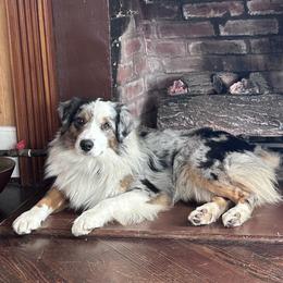 Luke - Miniature American Shepherd