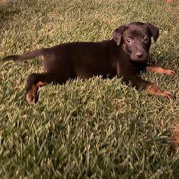 Girl 2 - Black female Xoloitzcuintli puppy in Payson, Utah from Jodi Zobell's Xoloitzcuintli