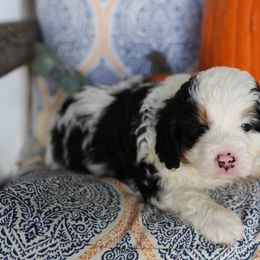 Bernedoodle Puppies from DoodlyDoodlyDoodles