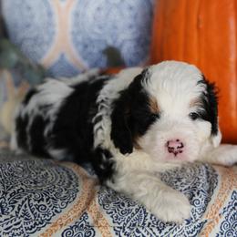 Bernedoodle Puppies from DoodlyDoodlyDoodles