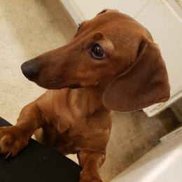 Dachshunds from Michelle