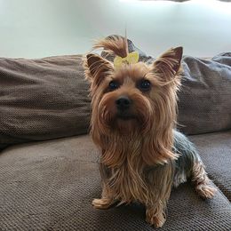 Cookie - Yorkshire Terrier