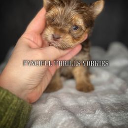 Chihuahua and Yorkshire Terrier Puppies from Fanciful Thrills Kennel
