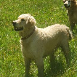 Zoey - Golden Retriever