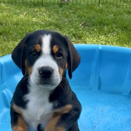 Axel- Black - Black, white and red male Greater Swiss Mountain Dog puppy in Honey Brook, Pennsylvania from Sweet Stream Swissies
