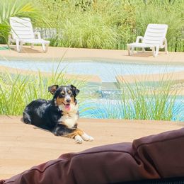 Nova  - Miniature Australian Shepherd