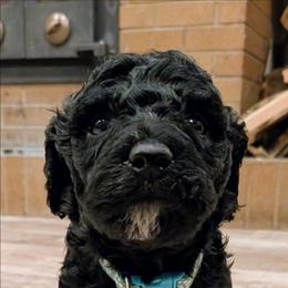 Annie - Black and white female Aussiedoodle puppy in Yacolt, Washington from Aussiedoodles by Maggie