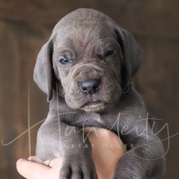 Skye - Blue female Great Dane puppy in Denison, Texas from Hundeity Great Danes