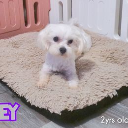 Joey - Maltese