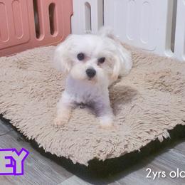 Joey - Maltese
