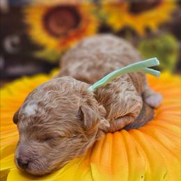 Boy - Red  male Poodle puppy in Salem, Missouri from Meadowbrook Poodles