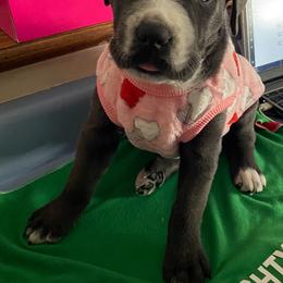 Girl5 - Gray female Cane Corso puppy in Richmond, Kentucky from AK&J Kentucky Corsos