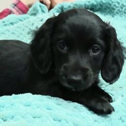 Dachshund puppies from Boopenstein Doxies