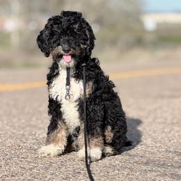 Tux - Phantom male Goldendoodle puppy in Caldwell, Idaho from Boise Doodle Co.