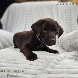Jasmine - Chocolate female Labrador Retriever puppy in Boyd, Minnesota from Lindley Labradors