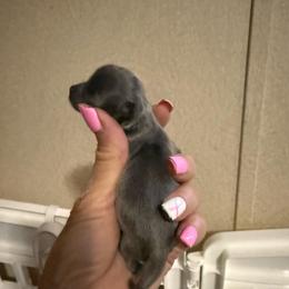 Poppy - Blue female Chihuahua puppy in Dime Box, Texas from Color Me Crazy Chihuahuas