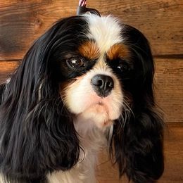 Aspen - Cavalier King Charles Spaniel