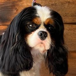 Aspen - Cavalier King Charles Spaniel