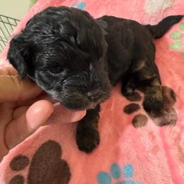 Girl 2 - Black female Havapoo puppy in Cedar Springs, Michigan from Pridespoodles