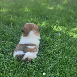 Shih Tzu Puppies from Melanie Moyer's Shih Tzus