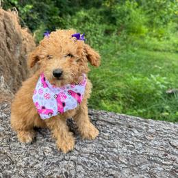 Purple Bow - Apricot female Goldendoodle puppy in Germantown, Maryland from Honey Blossom Doodles