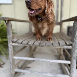 Honey - Golden female English Cocker Spaniel puppy in Bainbridge, Georgia from Chapman Bird Dogs