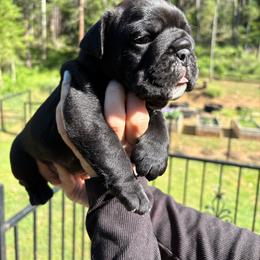 Toast - Black tri-color male Bulldog puppy in Wolf Creek, Oregon from Dejah Bleu Bulldogs