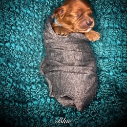 Boy 4 - Cavapoo puppy in Spokane, Washington from Treasured Cavaliers of the Pacific Northwest