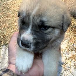 Great Pyrenees, Mastiff, and Pug Puppies from Pam’s Perfect Pugs & MasPyrs