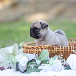 Pug Puppies from Malta Pugs