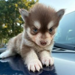 Ember - Chocolate female Pomsky puppy in Valparaiso, Indiana from Valparaiso Pomskys